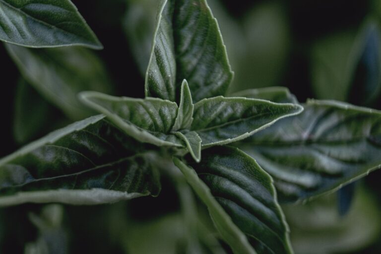 Comment aromatiser votre cuisine avec de l&rsquo;ail et du basilic ?